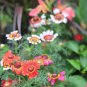 30 Pcs Garland Chrysanthemum Seeds