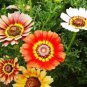 30 Pcs Garland Chrysanthemum Seeds