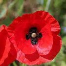 100 Pcs Poppy Flower Coquelicot Flower Seeds