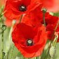 100 Pcs Poppy Flower Coquelicot Flower Seeds