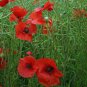 100 Pcs Poppy Flower Coquelicot Flower Seeds