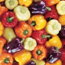 25 Pcs Colorful Sweet Pepper High-quality Multicolored Pepper 25 Pcs Colorful Sweet Pepper High-quality Multicolored Pepper