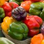25 Pcs Colorful Sweet Pepper High-quality Multicolored Pepper