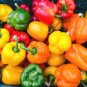 25 Pcs Colorful Sweet Pepper High-quality Multicolored Pepper