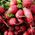 35 Pcs Sausage Radish Seeds Balcony Potted Vegetable Fruit Belle Radish 35 Pcs Sausage Radish Seeds Balcony Potted Vegetable Fruit Belle Radish