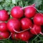 35 Pcs Sausage Radish Seeds Balcony Potted Vegetable Fruit Belle Radish