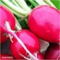 35 Pcs Sausage Radish Seeds Balcony Potted Vegetable Fruit Belle Radish