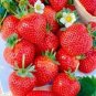 100 Pcs New Variety Rarest Square Red Strawberry F1 Seeds