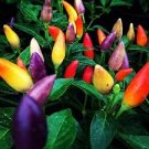 50 Pcs Heirloom Chinese Five Colour Little Hot Peppers Seeds