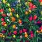 50 Pcs Heirloom Chinese Five Colour Little Hot Peppers Seeds