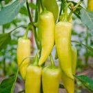 50 Pcs Hungarian Hot Yellow Wax Chili Pepper Organic Seeds 50 Pcs Hungarian Hot Yellow Wax Chili Pepper Organic Seeds