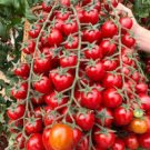 100 Pcs Rare Dolce Vita Organic Tomato Seeds