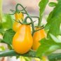 30 Pcs Yellow 'Pear' Cherry Tomato Original Pack