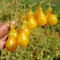 30 Pcs Yellow 'Pear' Cherry Tomato Original Pack