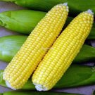 10 Pcs Heirloom Yellow Waxy Corn Vegetable Seeds