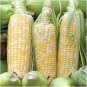 10 Pcs Heirloom Yellow Waxy Corn Vegetable Seeds