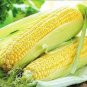 10 Pcs Heirloom Yellow Waxy Corn Vegetable Seeds
