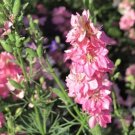 30 Pcs Beautiful Pink Larkspur Flower Seeds 30 Pcs Beautiful Pink Larkspur Flower Seeds