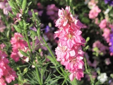 30 Pcs Beautiful Pink Larkspur Flower Seeds