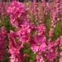 30 Pcs Beautiful Pink Larkspur Flower Seeds
