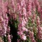 30 Pcs Beautiful Pink Larkspur Flower Seeds