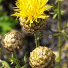 40 Pcs Beautiful Yellow Cornflower Flower Seeds 40 Pcs Beautiful Yellow Cornflower Flower Seeds
