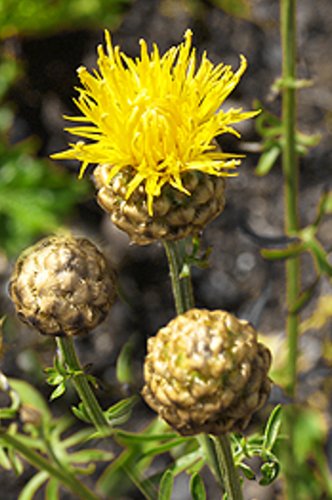 40 Pcs Beautiful Yellow Cornflower Flower Seeds