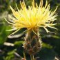 40 Pcs Beautiful Yellow Cornflower Flower Seeds