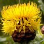 40 Pcs Beautiful Yellow Cornflower Flower Seeds