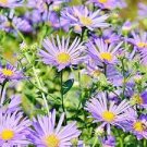 50 Pcs New York Aster Flower Seeds 50 Pcs New York Aster Flower Seeds