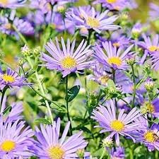 50 Pcs New York Aster Flower Seeds