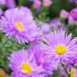 50 Pcs New York Aster Flower Seeds