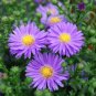 50 Pcs New York Aster Flower Seeds