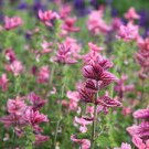 50 Pcs Pink Butterfly Sage Flowers seeds
