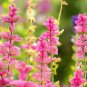 50 Pcs Pink Butterfly Sage Flowers seeds