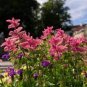 50 Pcs Pink Butterfly Sage Flowers seeds