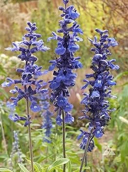 30 Pcs Beautiful Blue Sage Seeds