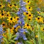 30 Pcs Beautiful Blue Sage Seeds