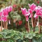 5 Pcs Florist's Cyclamen Rose Red Flowers