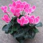 5 Pcs Florist's Cyclamen Rose Red Flowers