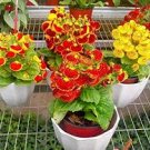 30 Pcs Calceolaria Seeds Purse Flower Seeds