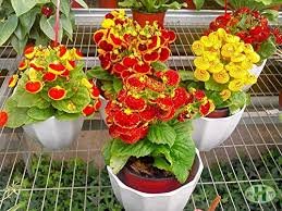 30 Pcs Calceolaria Seeds Purse Flower Seeds