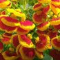 30 Pcs Calceolaria Seeds Purse Flower Seeds
