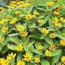 20 Pcs Melampodium Paludosum Flower Seeds