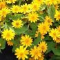 20 Pcs Melampodium Paludosum Flower Seeds