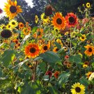 20 Pcs Beautiful Sunflower Ornamental Flower Seeds