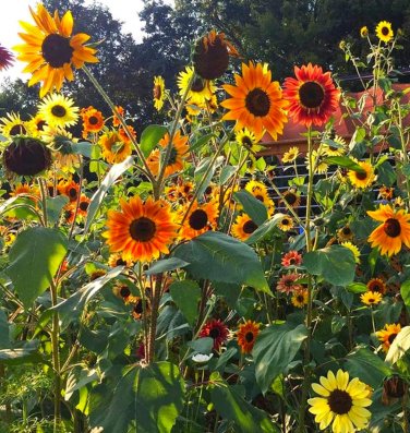 20 Pcs Beautiful Sunflower Ornamental Flower Seeds