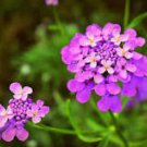 50 Pcs Candytuft Seeds Fragrant Iberis Amara Room Flower Bee