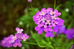 50 Pcs Candytuft Seeds Fragrant Iberis Amara Room Flower Bee