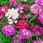 50 Pcs Candytuft Seeds Fragrant Iberis Amara Room Flower Bee